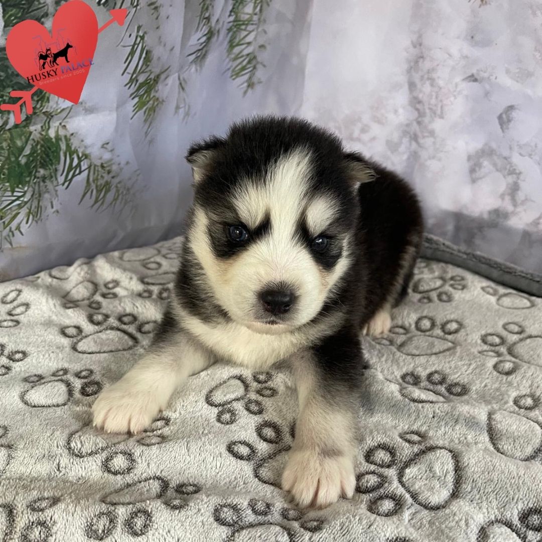 Siberian Husky Puppies In NC