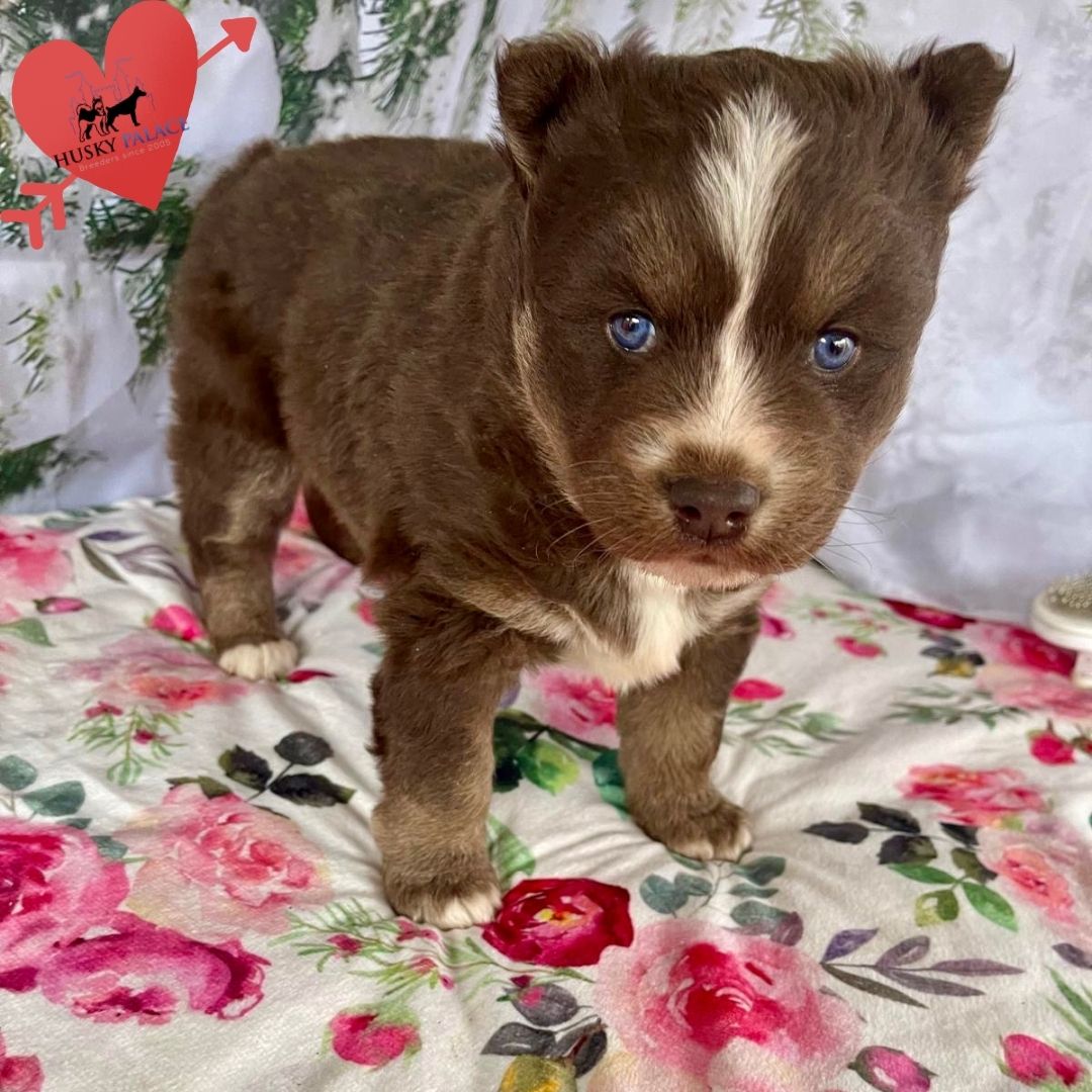 Siberian Husky Puppies In NC