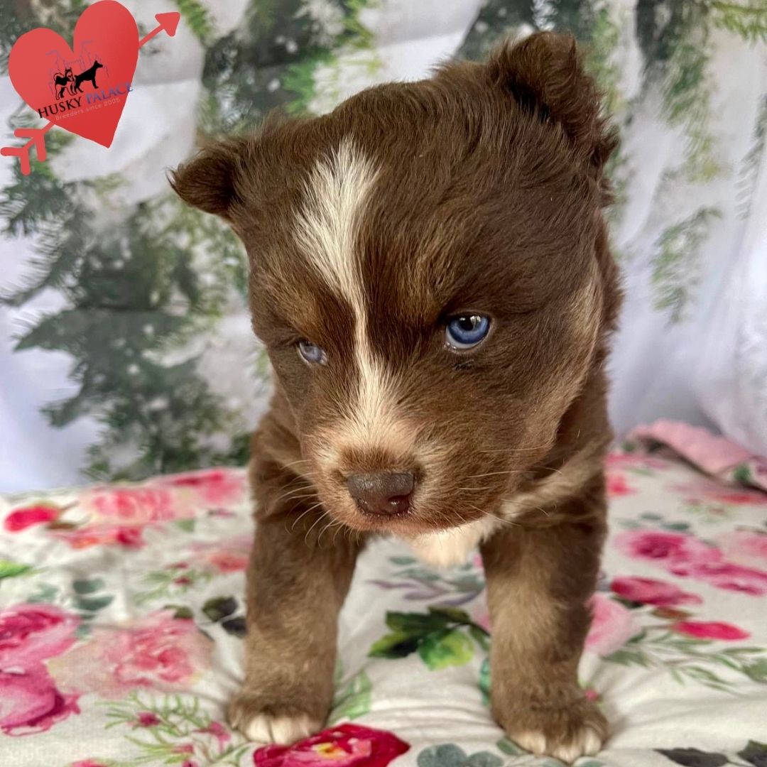 Siberian Husky Puppies In NC