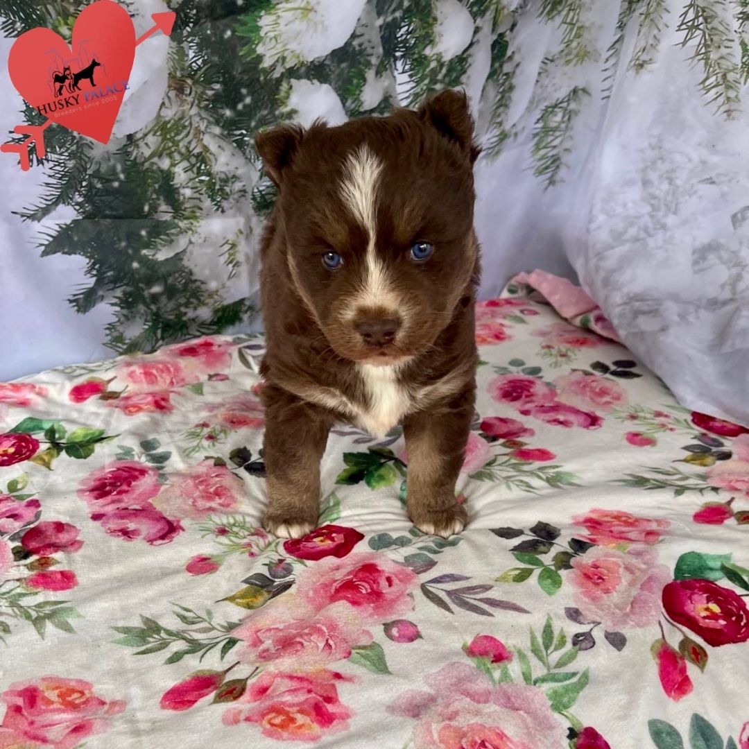 Siberian Husky Puppies In NC