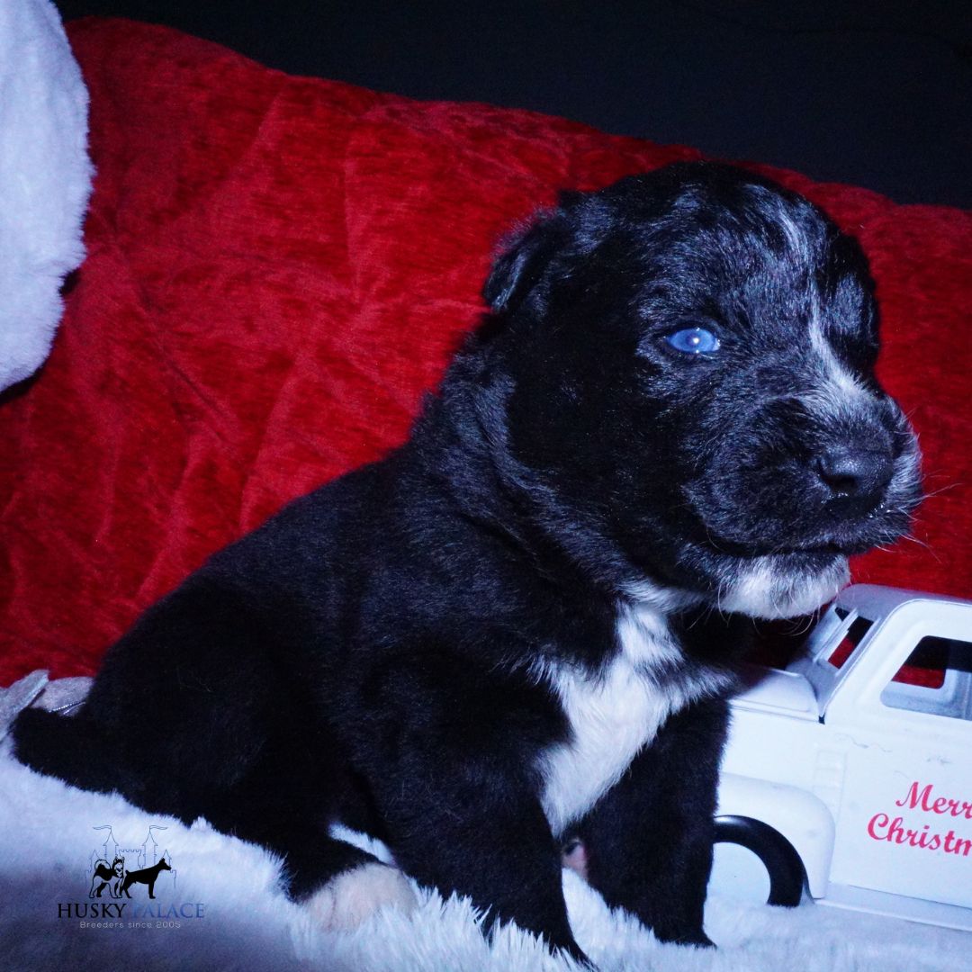 akc Black Husky Puppy breeder Black Husky Puppy