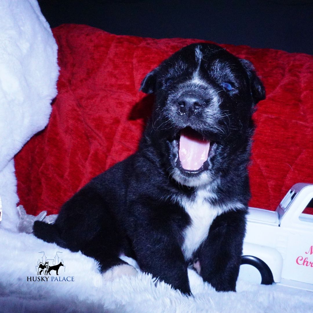 akc Black Husky Puppy Black Husky Puppy