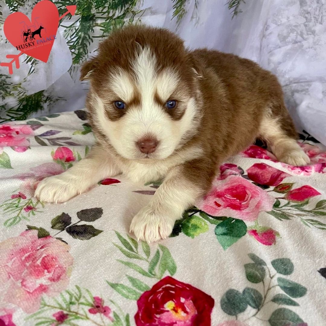 Siberian Husky Puppies In NC