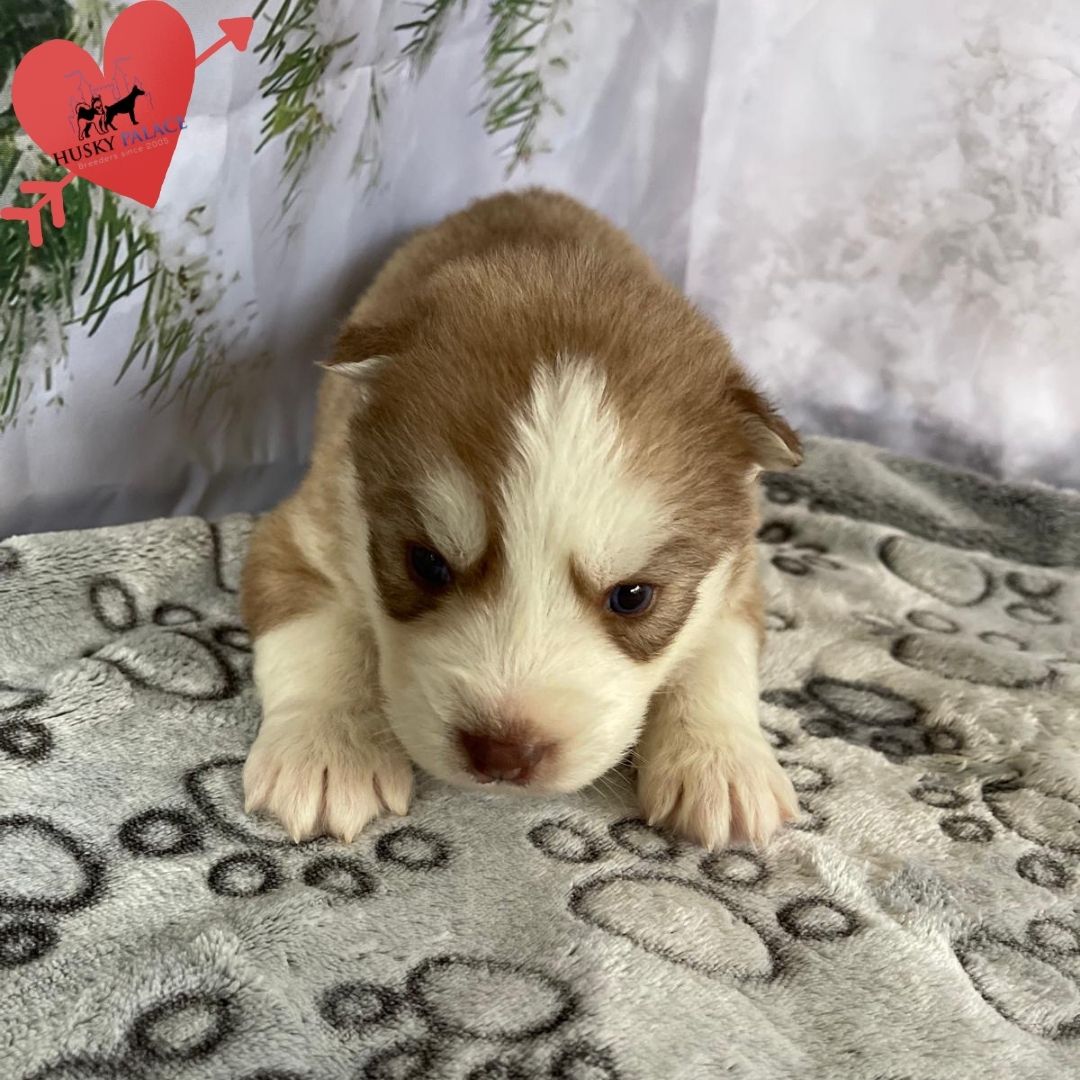 Siberian Husky Puppies In NC