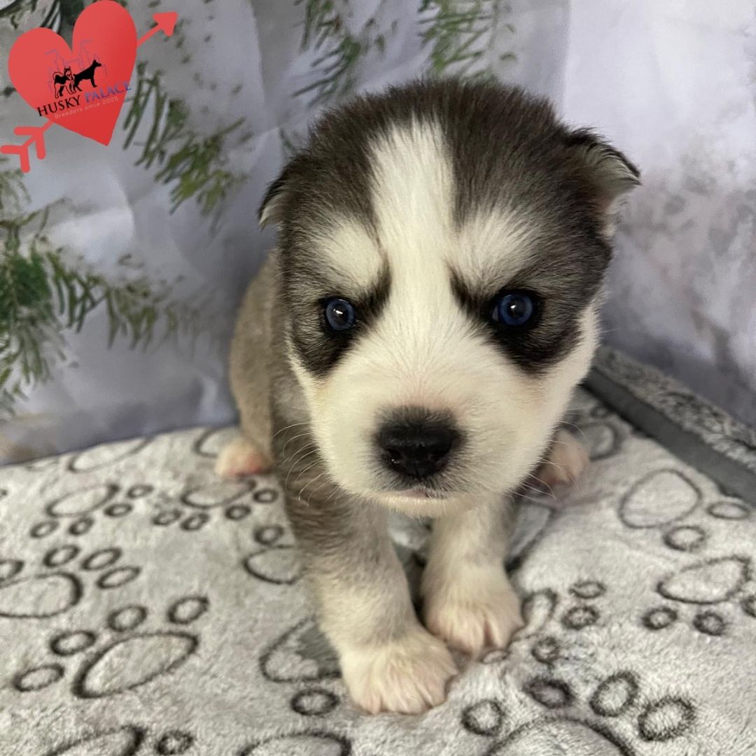 Siberian Husky Puppies In NC