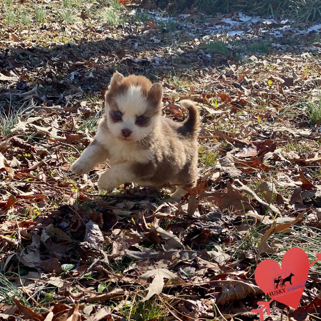 dee Husky Breeders Husky Breeders