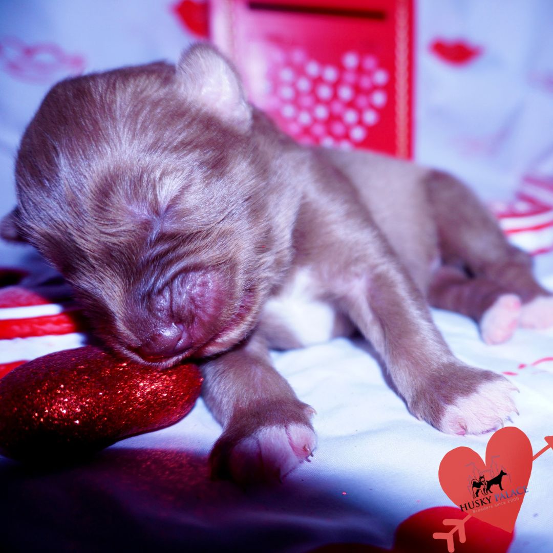 Siberian Husky Puppies For Sale