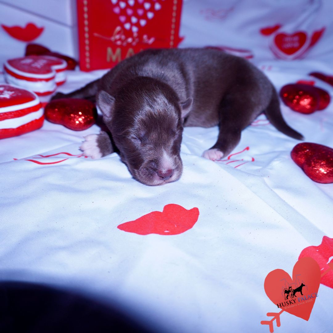 Siberian Husky Puppies For Sale