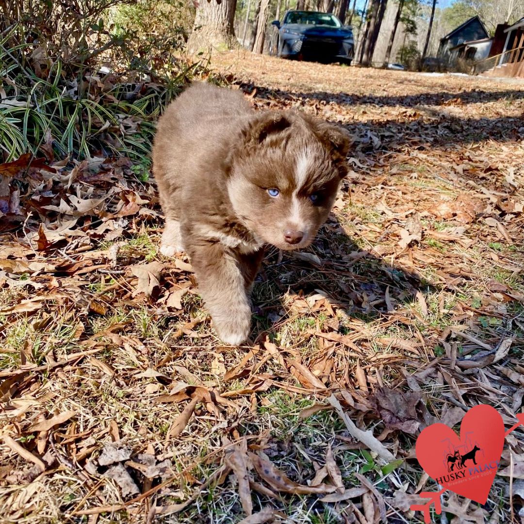 kelsey Plush Coat Husky Plush Coat Husky