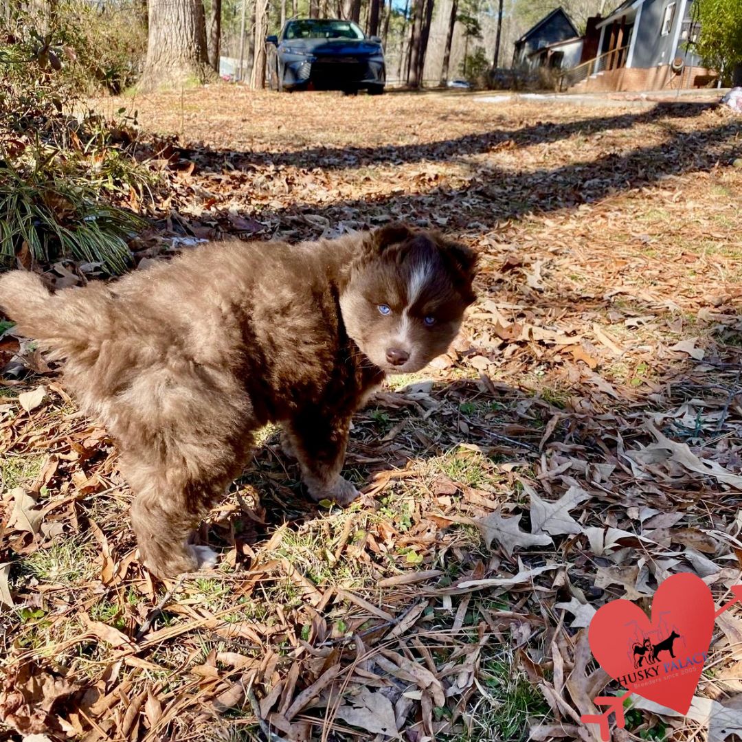 kelsey – Plush Coat Husky Plush Coat Husky