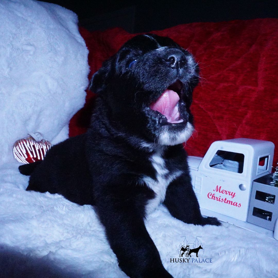 lambo Black Husky Puppy Black Husky Puppy