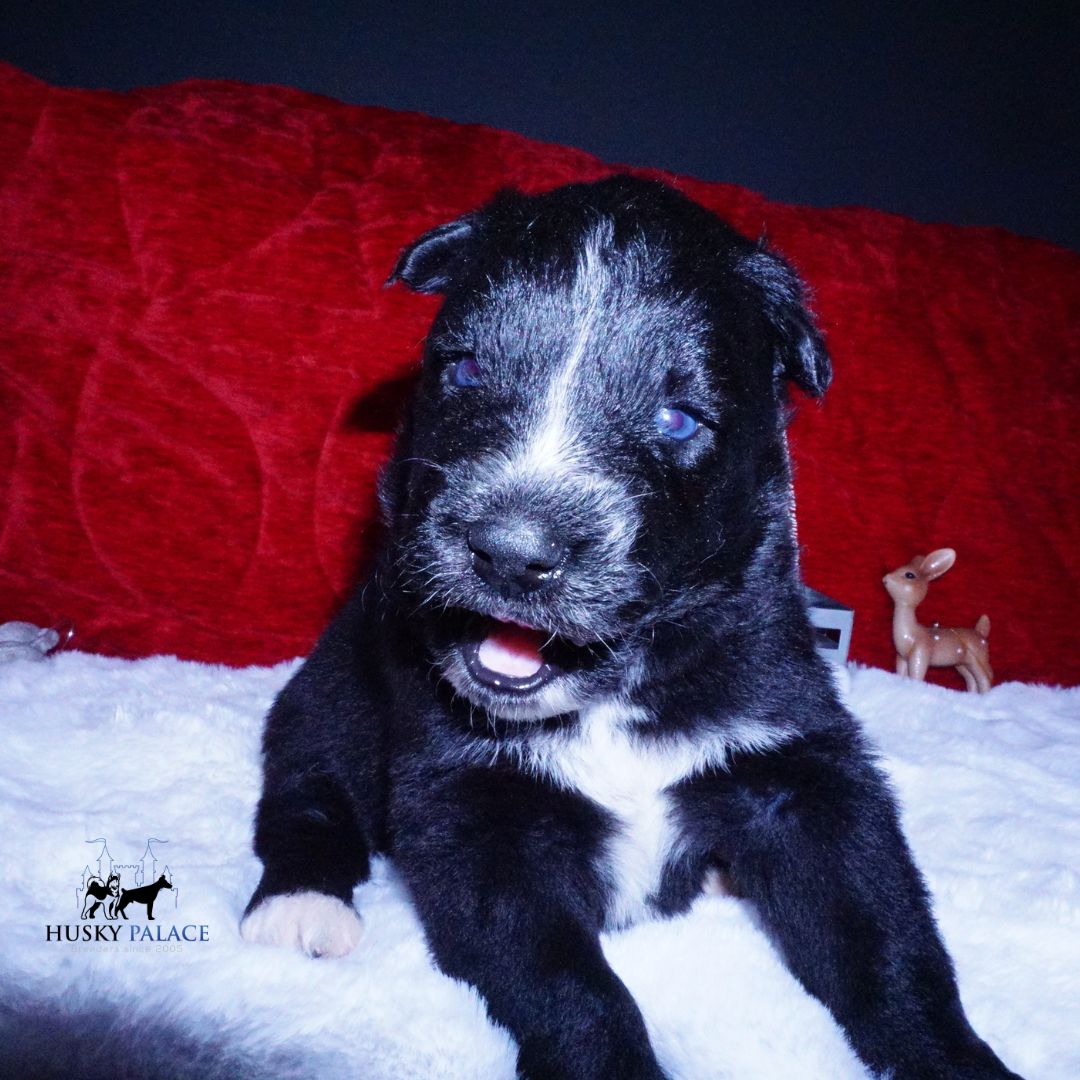 lambo – Black Husky Puppy Black Husky Puppy