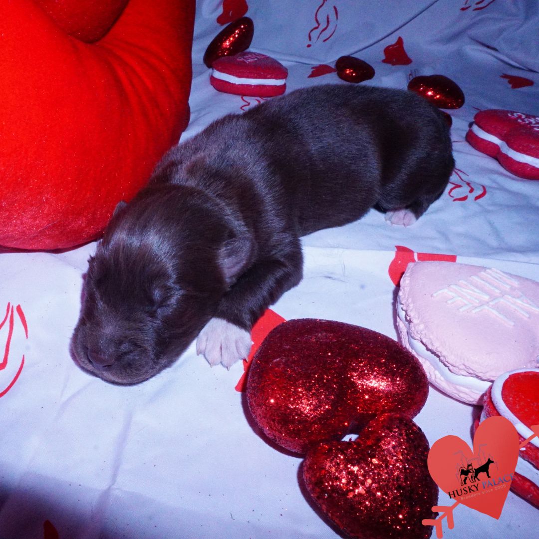 Siberian Husky Puppies For Sale