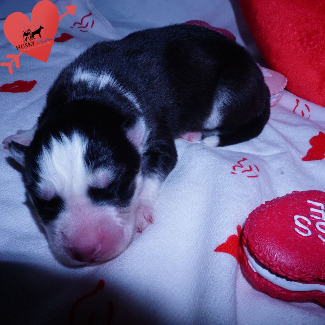 tsirya Siberian Husky Puppies For Sale Siberian Husky Puppies For Sale