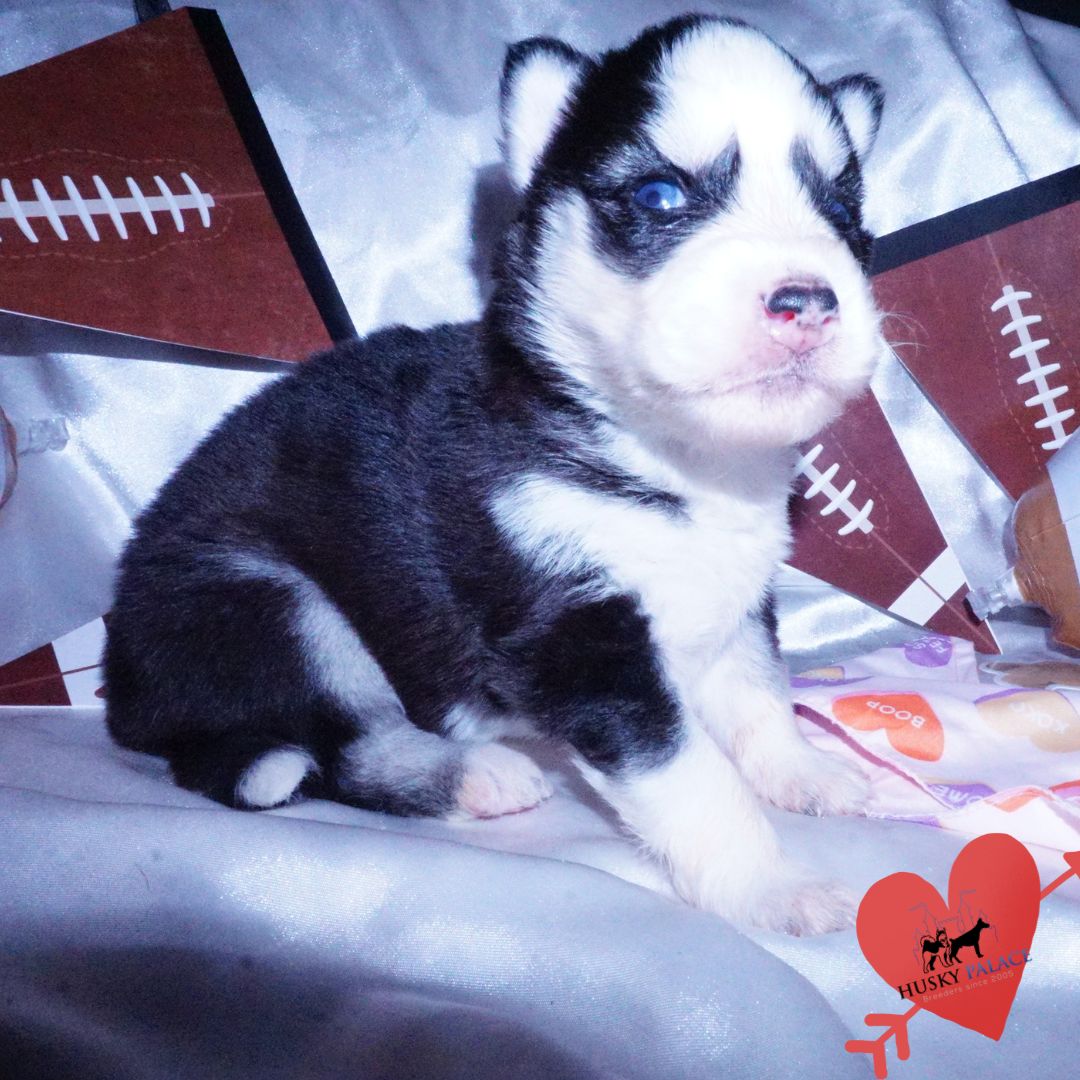 Blue Eyes Huskies near me Blue Eyes Huskies