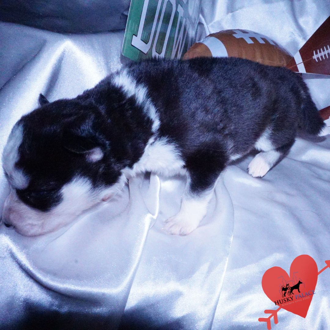 Blue Eyes Huskies tsierya Blue Eyes Huskies