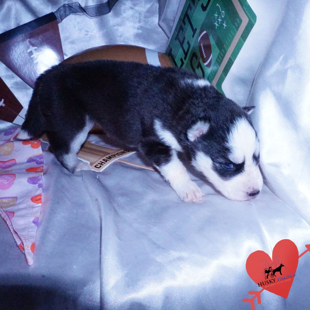 Blue Eyes Huskies tsireya – Blue Eyes Huskies Blue Eyes Huskies