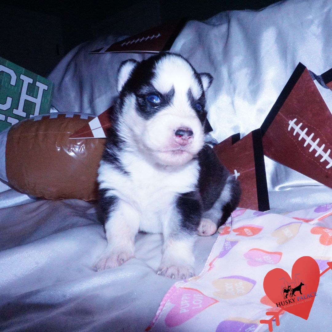 Blue Eyes Huskies tsireya Blue Eyes Huskies