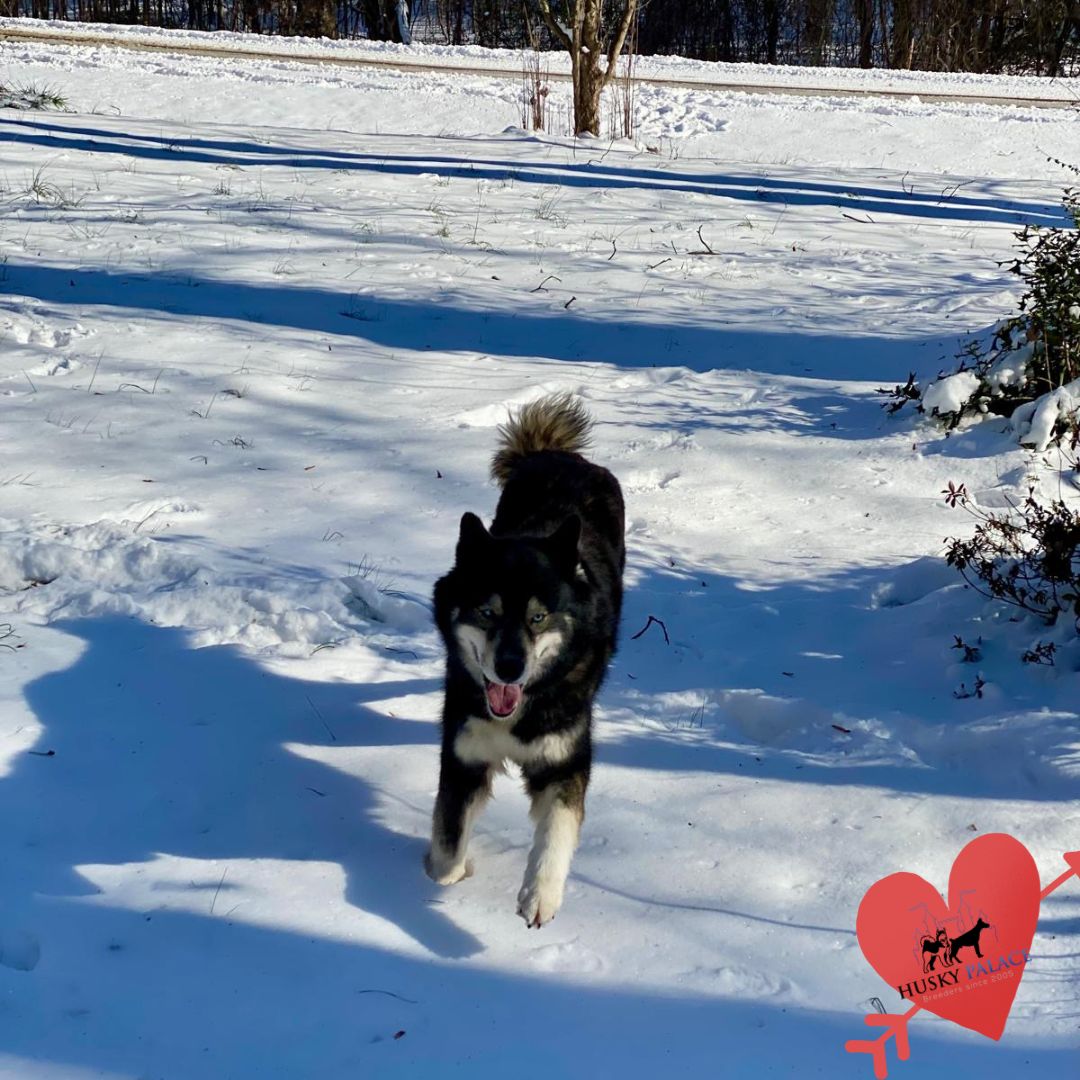 Fantasy agouti husky Fantasy