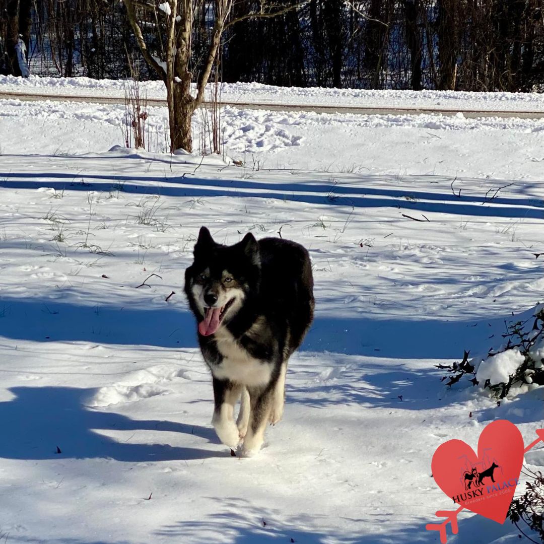 Fantasy husky adult Fantasy