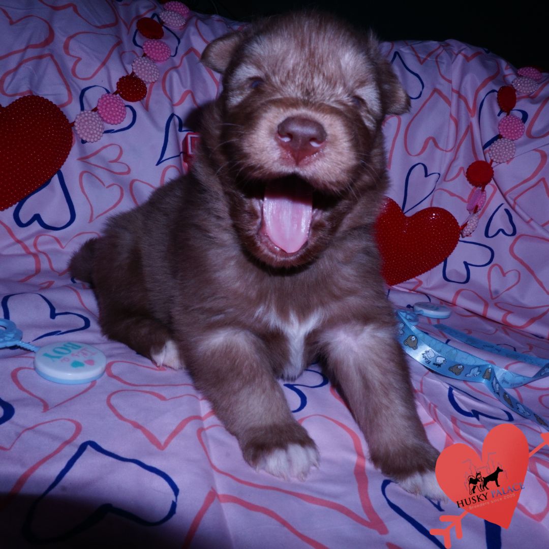 Husky Breeder – dr conor Husky Breeder