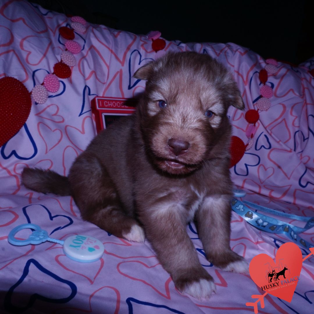 Husky Breeder dr. conor Husky Breeder