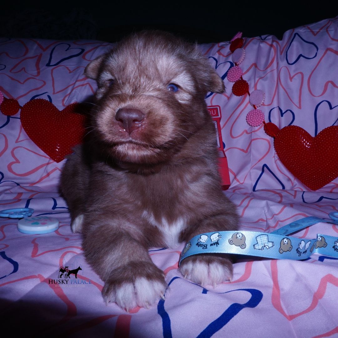 Husky Breeder near me Husky Breeder