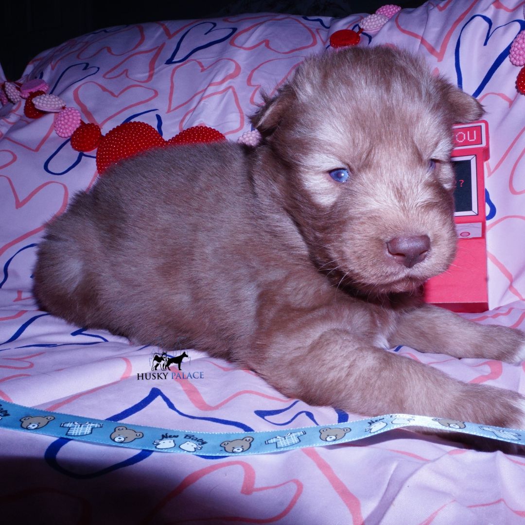 Husky Breeder sc Husky Breeder