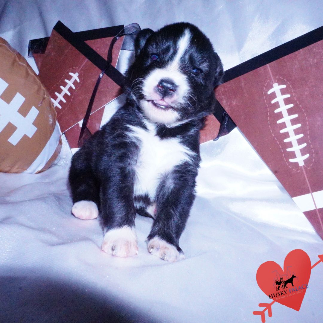 Husky Puppies Breeders