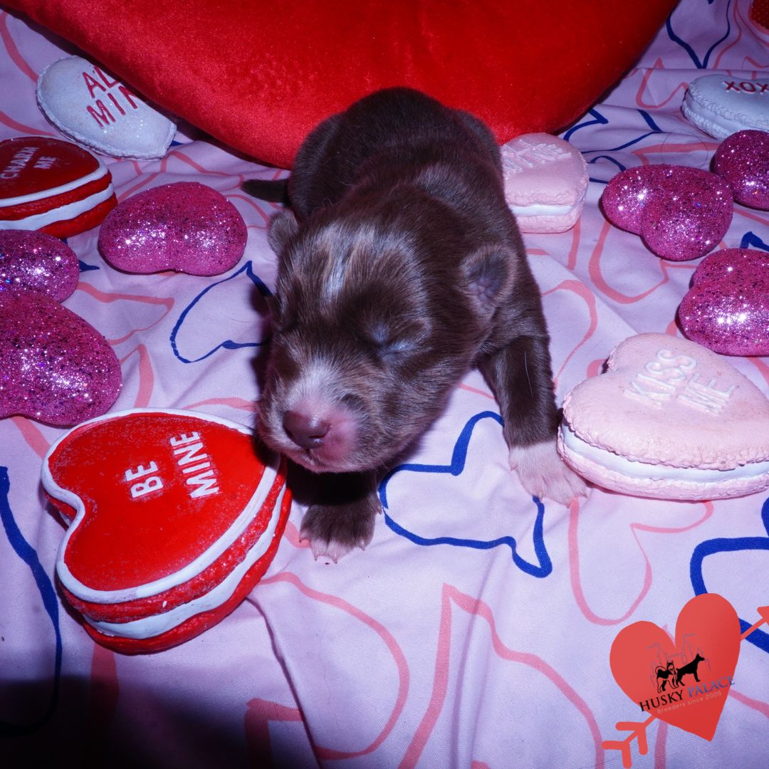 Siberian Husky Puppies For Sale