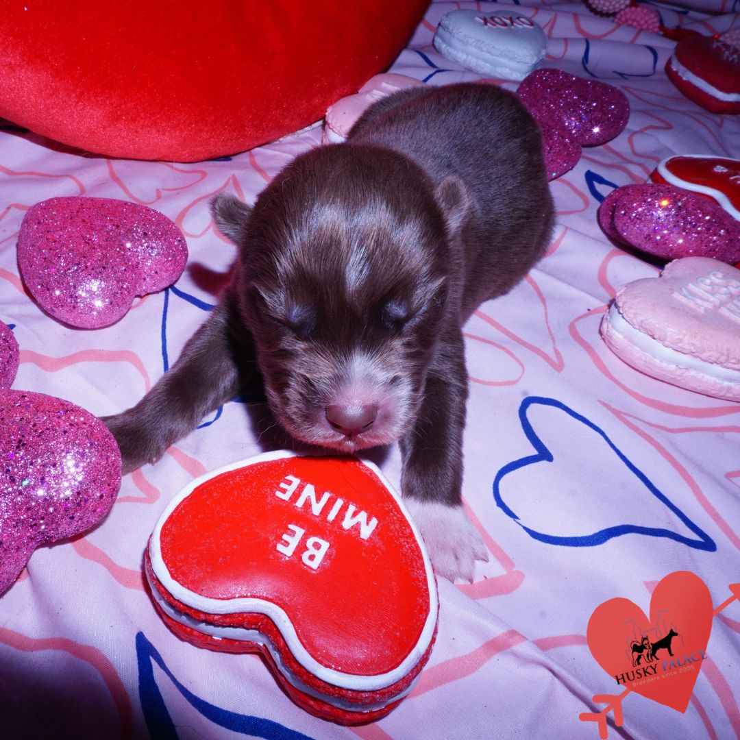 Siberian Husky Puppies For Sale