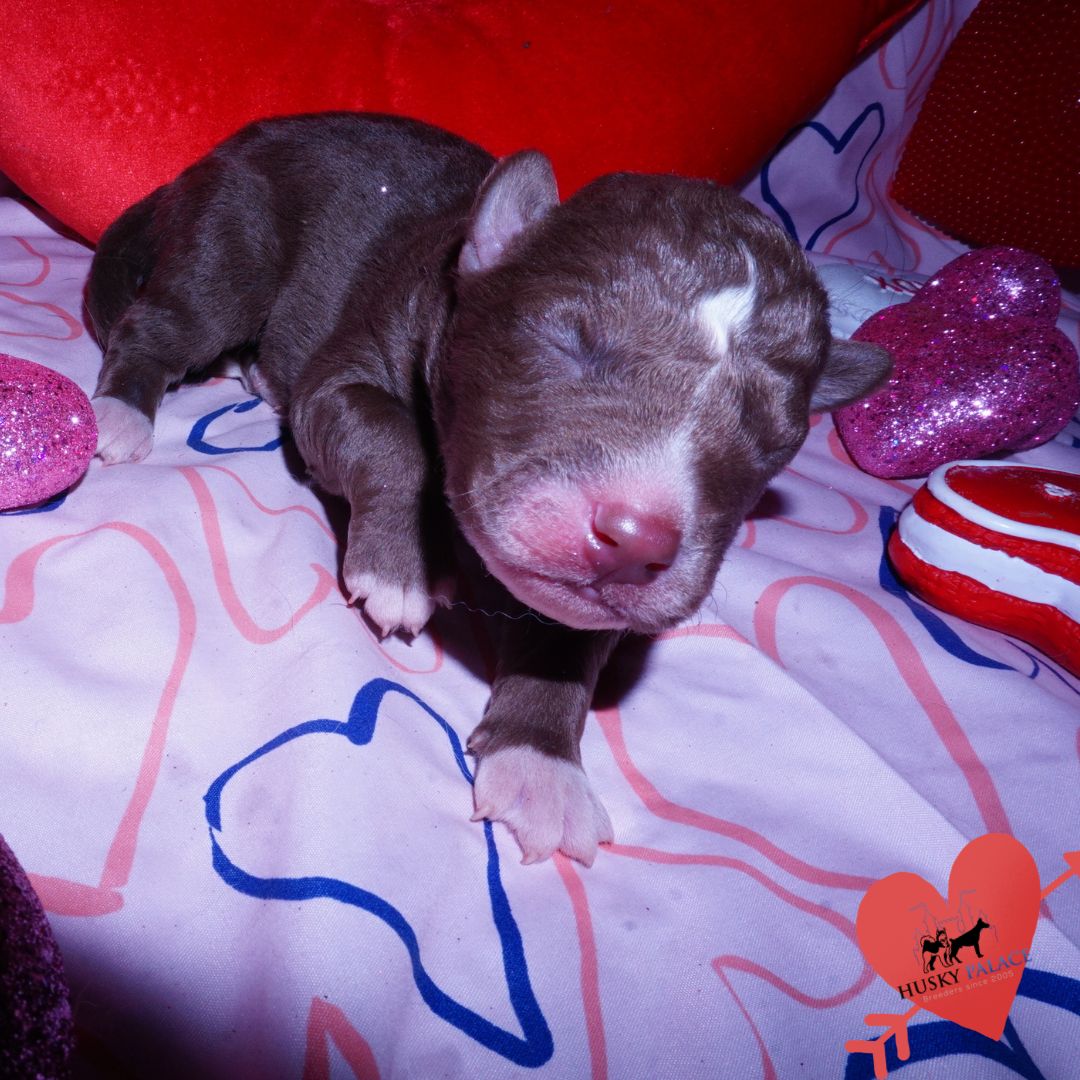 Siberian Husky Puppies For Sale