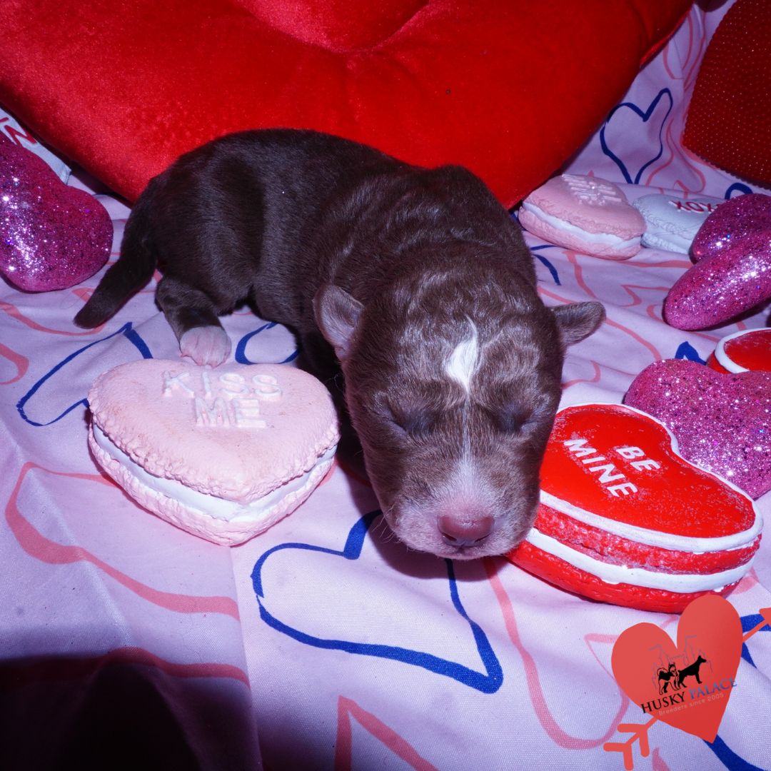 Siberian Husky Puppies For Sale