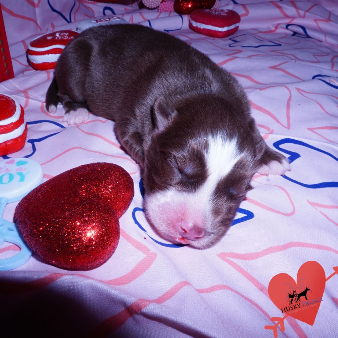 Siberian Husky Puppies For Sale