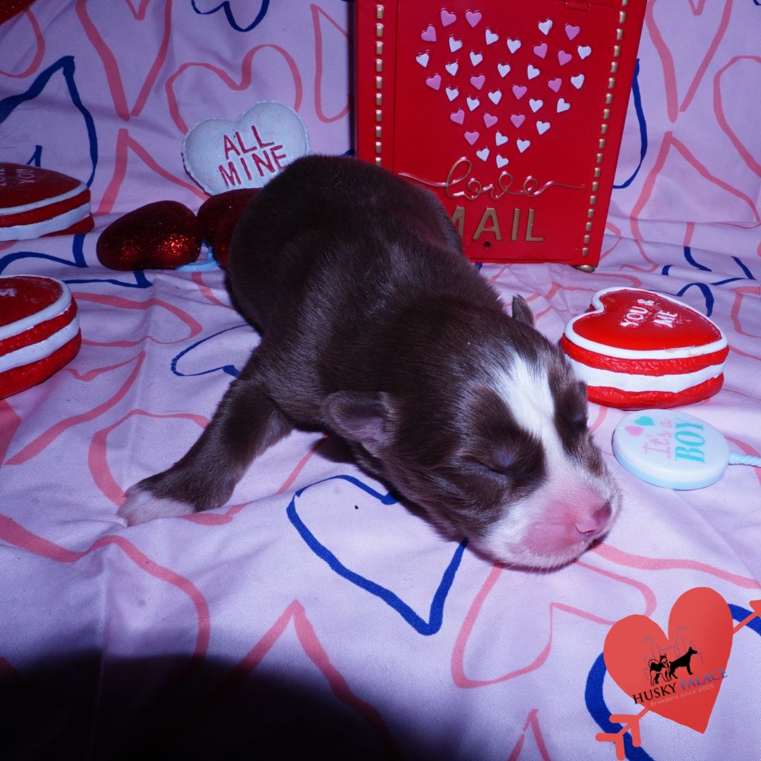 Siberian Husky Puppies For Sale