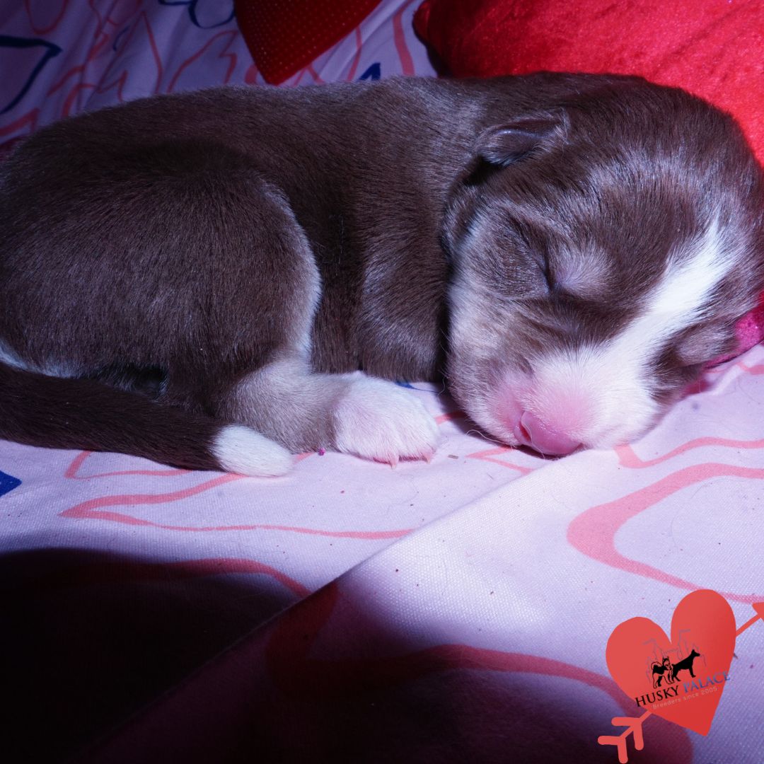 Siberian Husky Puppies For Sale