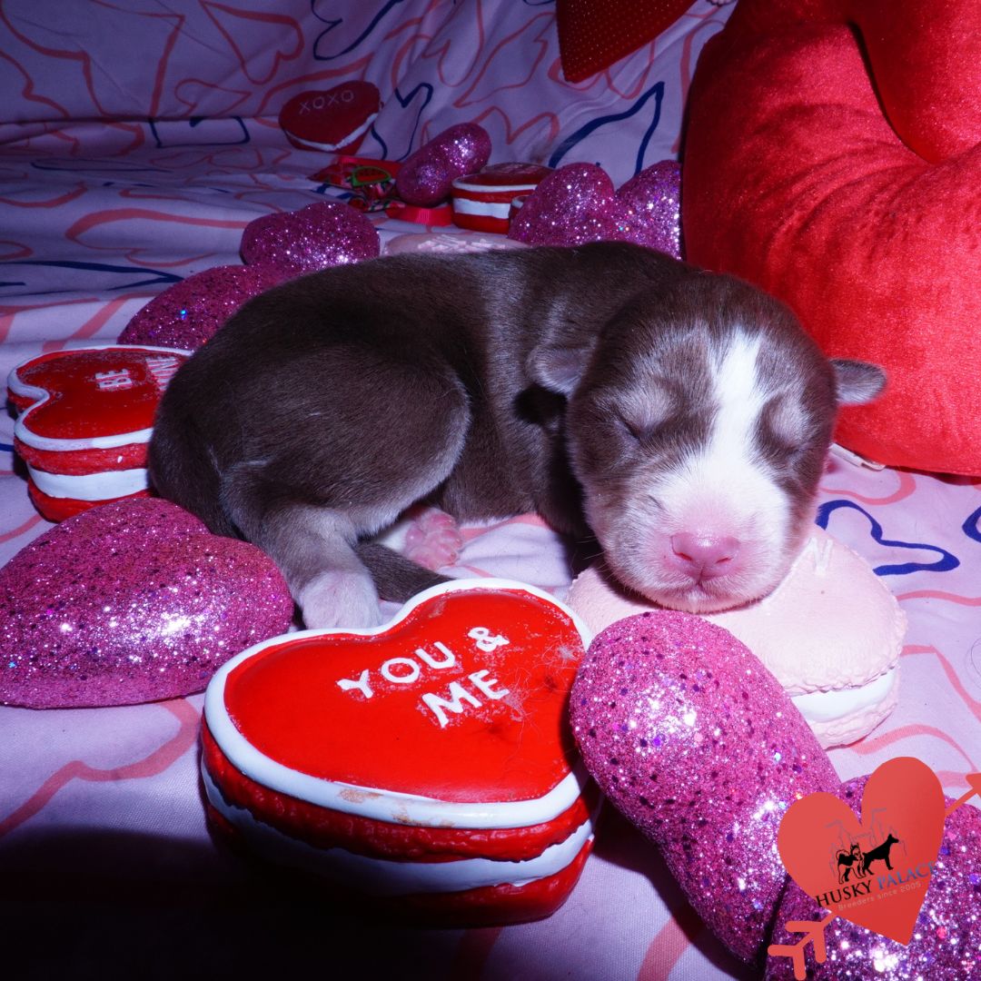 Siberian Husky Puppies For Sale