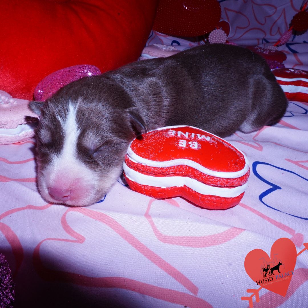 Siberian Husky Puppies For Sale