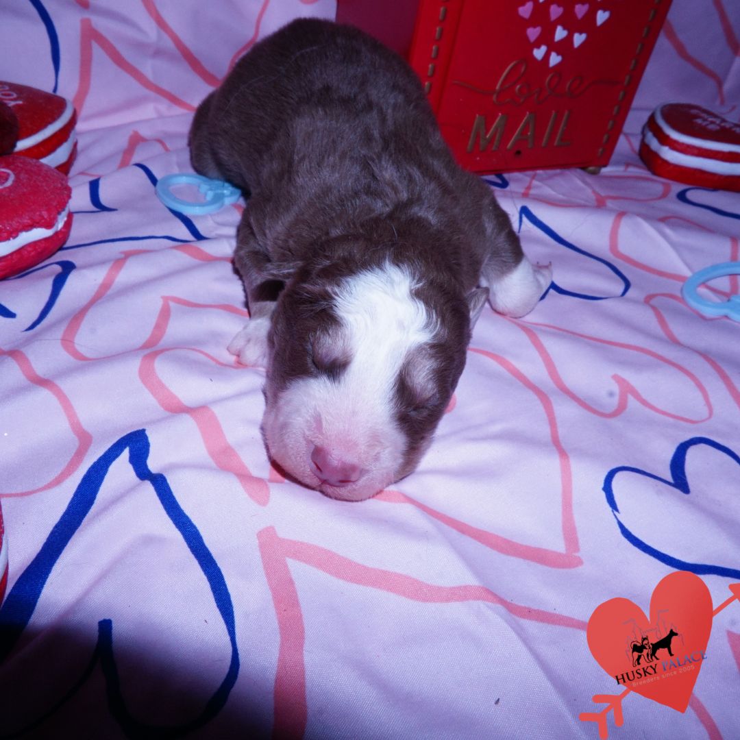 Siberian Husky Puppies For Sale