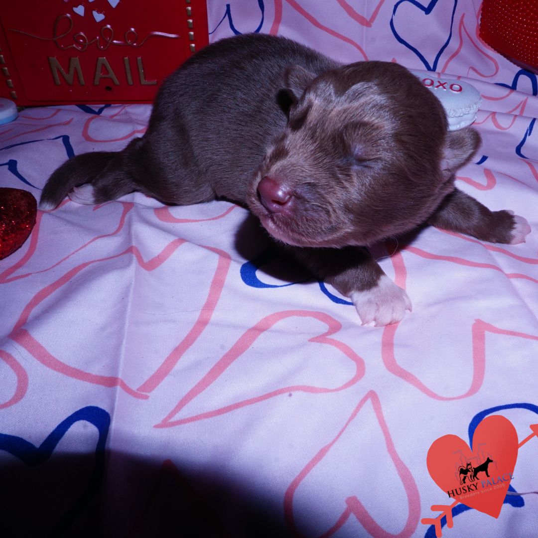 Siberian Husky Puppies For Sale