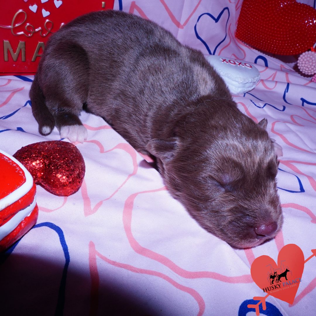 Siberian Husky Puppies For Sale