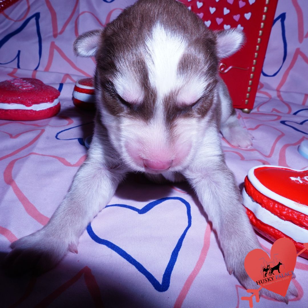 Siberian Husky Puppies For Sale