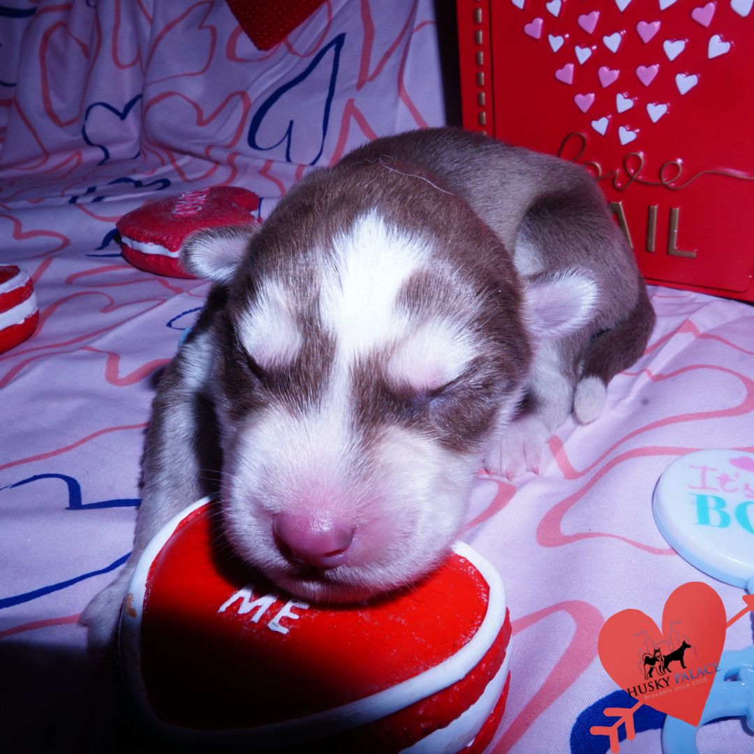 Siberian Husky Puppies For Sale