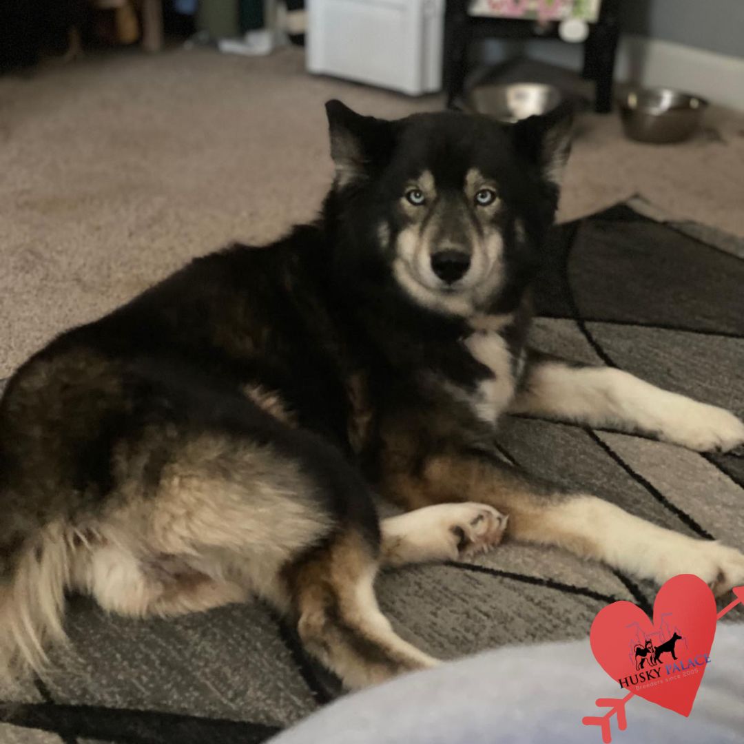 adult Siberian husky