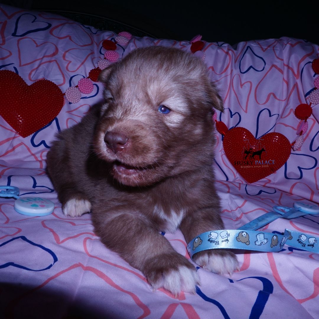 akc Husky Breeder Husky Breeder