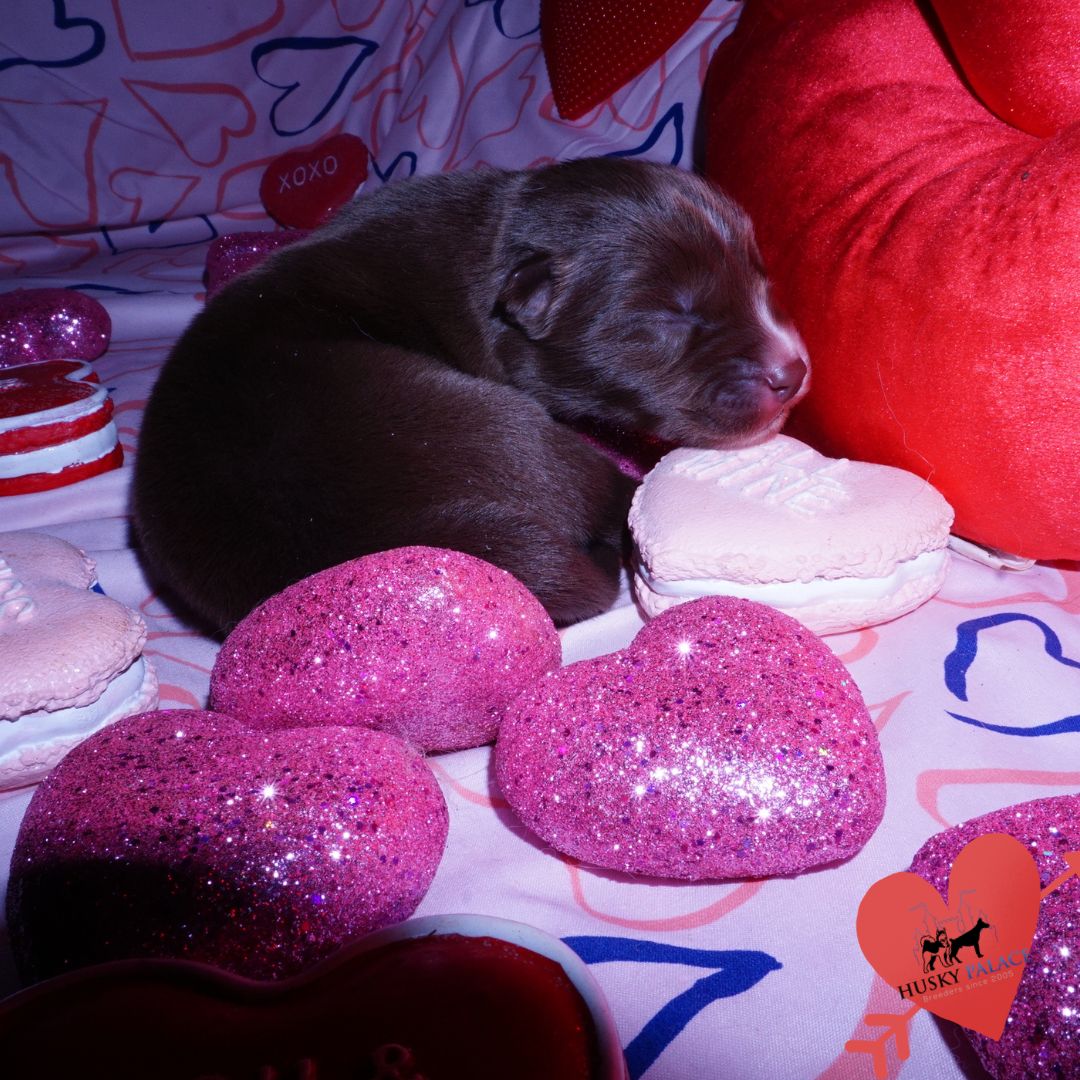 Siberian Husky Puppies For Sale