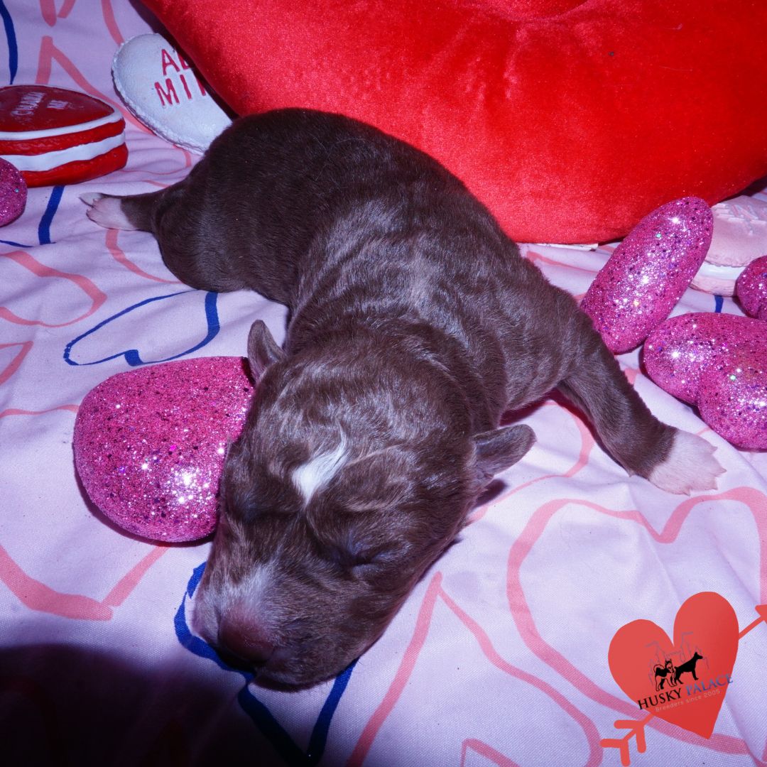 Siberian Husky Puppies For Sale