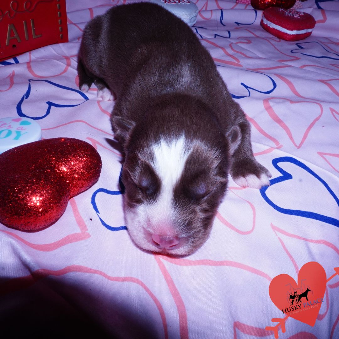 Siberian Husky Puppies For Sale