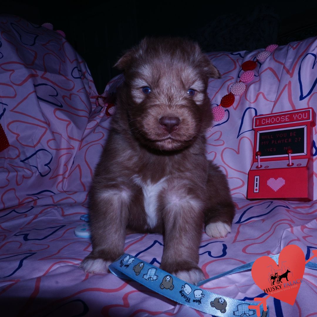 dr . conor – Husky Breeder Husky Breeder