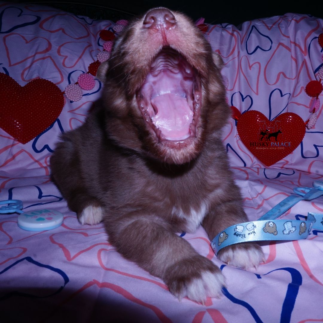 dr conor, Husky Breeder Husky Breeder